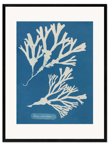 Framed art print Blue Prints - Fucus vesiculosus