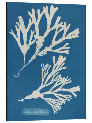 Gallery print Blue Prints - Fucus vesiculosus