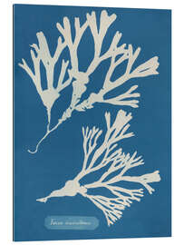 Cuadro de plexi-alu Blue Prints - Fucus vesiculosus