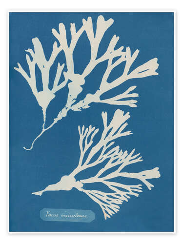 Poster Blue Prints - Fucus vesiculosus