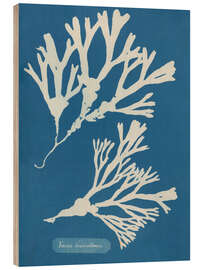 Wood print Blue Prints - Fucus vesiculosus