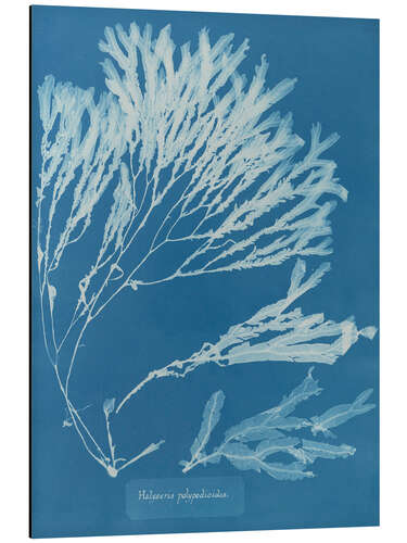 Aluminium print Blue Prints - Halyseris polypodioides