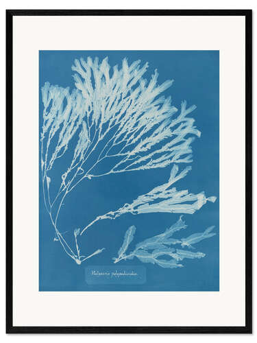 Framed art print Blue Prints - Halyseris polypodioides