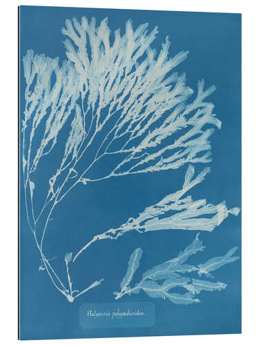 Cuadro de plexi-alu Blue Prints - Halyseris polypodioides