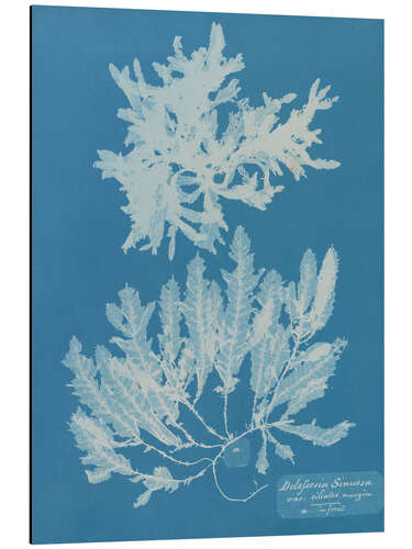 Aluminium print Blue Prints - Delesseria Sinuosa