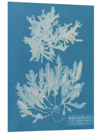 Stampa su PVC Blue Prints - Delesseria Sinuosa