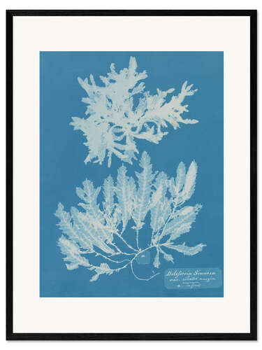 Kehystetty taidepainatus Blue Prints - Delesseria Sinuosa