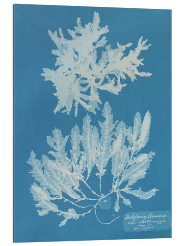 Cuadro de plexi-alu Blue Prints - Delesseria Sinuosa