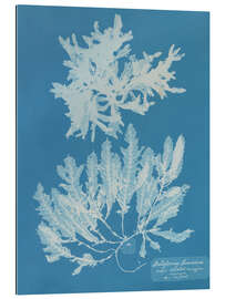 Cuadro de plexi-alu Blue Prints - Delesseria Sinuosa