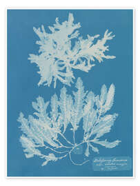 Poster Blue Prints - Delesseria Sinuosa