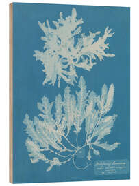 Wood print Blue Prints - Delesseria Sinuosa