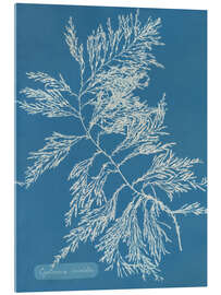 Acrylglasbild Blue Prints - Cystoseira ericoides