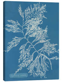 Canvas print Blue Prints - Cystoseira ericoides