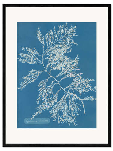 Innrammet kunsttrykk Blue Prints - Cystoseira ericoides