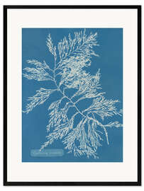 Kehystetty taidepainatus Blue Prints - Cystoseira ericoides