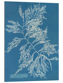 Cuadro de plexi-alu Blue Prints - Cystoseira ericoides