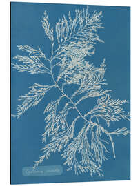 Magnettafel Blue Prints - Cystoseira ericoides