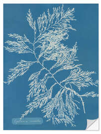 Wall sticker Blue Prints - Cystoseira ericoides