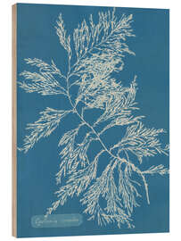 Wood print Blue Prints - Cystoseira ericoides