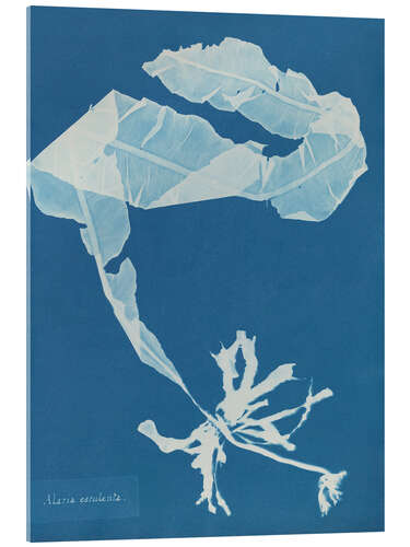 Acrylglas print Blue Prints - Alaria esculenta
