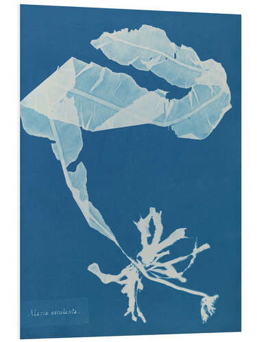 PVC print Blue Prints - Alaria esculenta