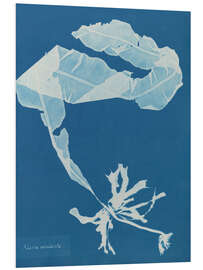 Tableau en PVC Blue Prints - Alaria esculenta