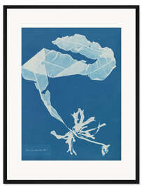 Gerahmter Kunstdruck Blue Prints - Alaria esculenta - Anna Atkins