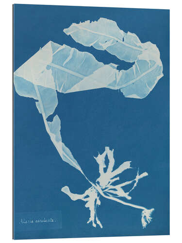 Cuadro de plexi-alu Blue Prints - Alaria esculenta