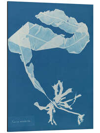 Magnettafel Blue Prints - Alaria esculenta