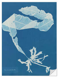 Wall sticker Blue Prints - Alaria esculenta