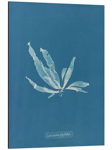 Aluminium print Blue Prints - Laminaria phyllitis