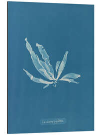 Aluminium print Blue Prints - Laminaria phyllitis