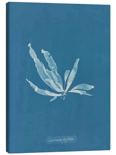 Canvas print Blue Prints - Laminaria phyllitis