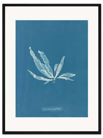 Gerahmter Kunstdruck Blue Prints - Laminaria phyllitis - Anna Atkins