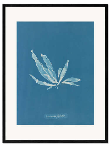 Kehystetty taidepainatus Blue Prints - Laminaria phyllitis