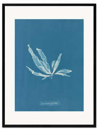 Kehystetty taidepainatus Blue Prints - Laminaria phyllitis