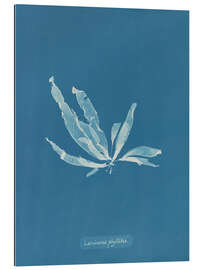 Cuadro de plexi-alu Blue Prints - Laminaria phyllitis