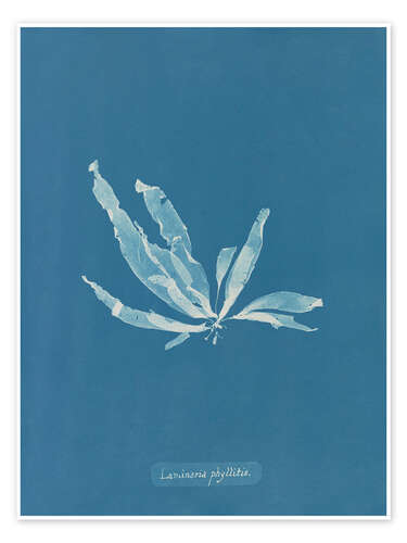 Poster Blue Prints - Laminaria phyllitis