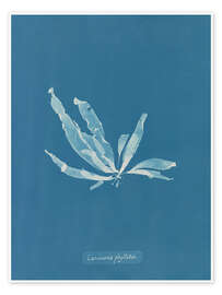 Wandbild Blue Prints - Laminaria phyllitis - Anna Atkins