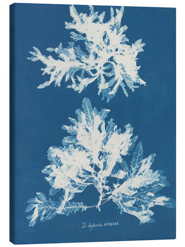 Tableau sur toile Blue Prints - Delesseria sinuosa