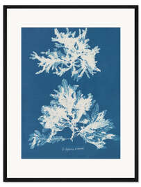 Gerahmter Kunstdruck Blue Prints - Delesseria sinuosa - Anna Atkins