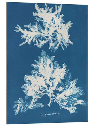 Cuadro de plexi-alu Blue Prints - Delesseria sinuosa