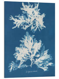 Cuadro de plexi-alu Blue Prints - Delesseria sinuosa