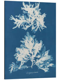 Magnettafel Blue Prints - Delesseria sinuosa