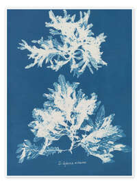 Wandbild Blue Prints - Delesseria sinuosa - Anna Atkins