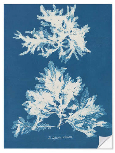 Wall sticker Blue Prints - Delesseria sinuosa