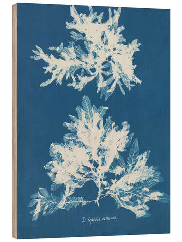 Quadro de madeira Blue Prints - Delesseria sinuosa