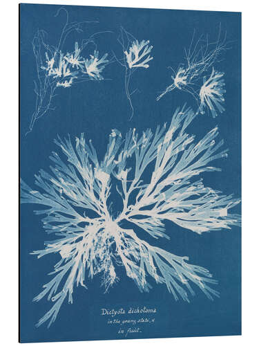 Tableau en aluminium Blue prints - Dictyota dichotoma