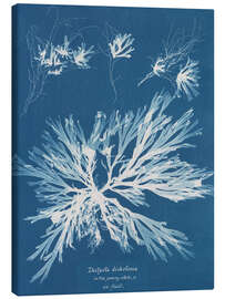 Canvas print Blue prints - Dictyota dichotoma