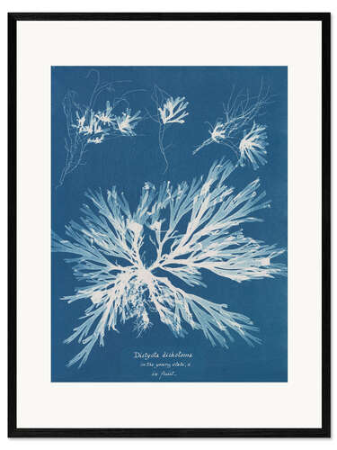 Plakat artystyczny premium w ramie Blue prints - Dictyota dichotoma